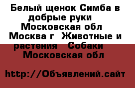 Белый щенок Симба в добрые руки  - Московская обл., Москва г. Животные и растения » Собаки   . Московская обл.